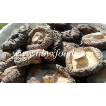 Seta de shiitake lisa secada con buen paquete